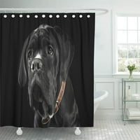 Predivan štenad crni cane Corso portret u studiju privrženoj zavjesi za tuširanje