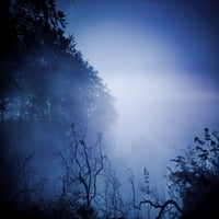 Siluete drveća i grana u mračnoj, maglovitoj šumi, Liselund Slotspark, Danska. Print plakata