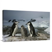 in. Chinstrap pingvin pari sa pilićom, rajskom zaljevom, poluotokom Antarktičkom, Antarktika Art Print