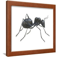 Carpenter Ant Camponotus Pennsylvanicus, Insekti Parkirani poster Zidna umjetnost Encyclopaedia Britannica