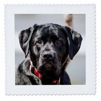 Black Lab PET Dog Labrador Retriver Photo Quart QS-322720-3