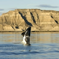 Southern desno kitov telf kršio je vode izvan Argentine. Poster Print VwPics Stocktrek Images