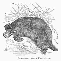 Platypus. NDUCK-PLATROSPOUS. Graviranje linije, 19. vek. Poster Print by