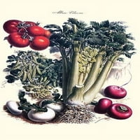 Povrće; Turpat, Raddish, paradajz, celer i grašak. Ilustracija iz poznatog francuskog kataloga sjemena
