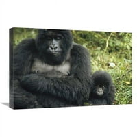 u. Mountain Gorilla majka i beba, centralna Afrika Art Print - Konrad wothe