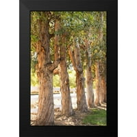 MILLET, Karyn crni moderni uokvireni muzej umjetničko ispis pod nazivom - eukaliptus drveće