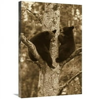 Global Gallery In. Crni medvjed dva mladunaca u drvetu, Orr, Minnesota Art Print - Matthias Breiter