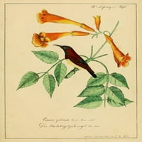 Poster šećernog ptica Ispis C.W. Hahn