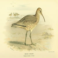 Ptice britanskog otoka Curlew, Eskimo Poster Print Archibalda Thorburna