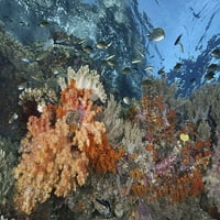 Indonezija, raja ampat podvodna riba i koralj Jones Shimlock