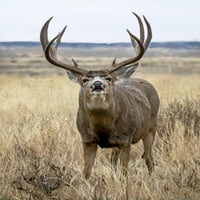Bull Elk Bugling u polju; Denver, Kolorado, Sjedinjene Američke Države Vic Schendel Design Slike