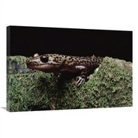 in. Pacific Giant Salamander na Mossy Rock, Central California Art Print - Larry Minden