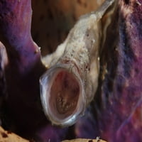 Longlure Frogfish Yawning, Bonaire, Karipski Holandski poster Ispis