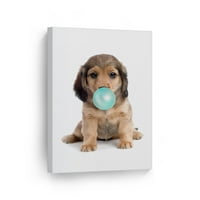 Osmjeh Art Design Portret jazavog psa Puppy Chewing Teal Blue Bubble Gum platno Zidno umjetnost Print