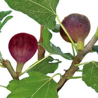 PETITE nigra fig biljka - ficus - unutarnji ili van - 4 lonac
