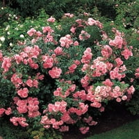 BONICA® grm ružičasti grm - 4 lonac - najdraža svjetska ruža