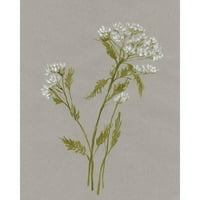 Goldberger, Jennifer Black Moderni uokvireni muzej umjetnički print pod nazivom - White Field cvijeće