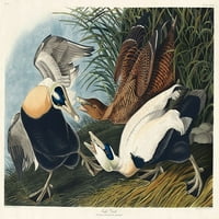Eider patka Poster Print John James Audubon # 53552