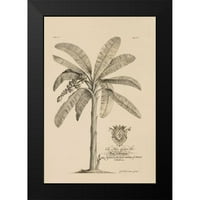 Ehret, Georg Crna Moderna uokvirena muzej Art Print pod nazivom - Banana Tree