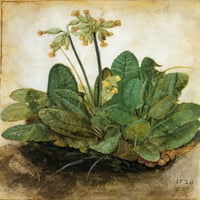 Tur Tuft of COwslips Ngouache na Vellumu od strane Albrecht Drer Poster Print by Granger Collection