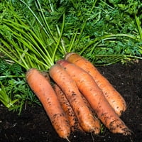 Scarlet Nantes Sjemenke mrkve - OZ - Non-GMO, sjemenke povrća, vrtlarstvo, vrtlože, microgreens