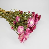 Hrpa, sušene slawflowers - rumenilo za ukrase doma, uredski dekor i parade