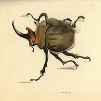 Dung Beetle, Megasoma Elephas Poster Ispis ® Florilegije Mary Evans