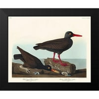 Audubon, John James Crni moderni uokvireni muzej umjetnički print pod nazivom - hvatač ostrige bijelog