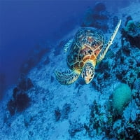 Držač olovke za olovku kornjače, tematska fotografija morske kornjače u dubokim plavim vodama Coral