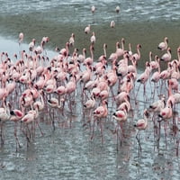 Flamingos, zaljev Walvis, Regija Erongo, Namibija Poster Print Keren Su