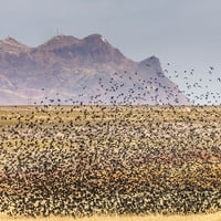 -New Mexico-Bosque del Apache Nacionalni divljini za divlje životinje-crveno-krilati crne ptice uzimajući