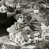Izbliza štenaca koji sjedi na hrpi Božićne poklone print plakata