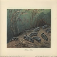 Trilobites, fosilna grupa izumrlih marinea plakata ispisa ® Florilegije Mary Evans