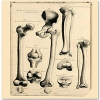 Kosti kuka i noge - Unfamed Art Print - Odličan poklon za medicinske i sestrinske studente