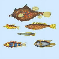 Raženije znatiželje ribe Indikes -Fine Art platneni ispis