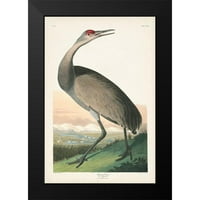 Audubon, John James Black Moderni uokvireni muzej Art Print pod nazivom - pl hooping dizalica