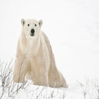 Kanada-Manitoba-Churchill Polarni medvjed na smrznutoj Tundra - Galerija Jaynes