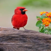 Muški kardinal i cvijeće-Rio Grande Valley-Texas Print - Adam Jones
