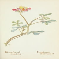 Zapadno divlje cvijeće Bi-obojen lupinski poster Ispis M. Armstronga