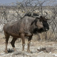 Solitarni divljači, Etosha NP, Namibija po računu Mladi