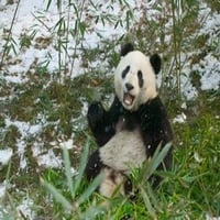 Panda jela bambus na snegu, Wolong, Sichuan, Kina Poster Print Keren Su