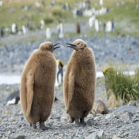 Kralj Penguin Rookery u zaljevu Fortuna. Pilić u tipičnom smeđim šljokicama. Otok Otok Južni Gruzij