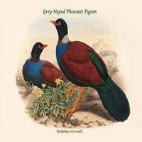 Otidiphaps Cervicalis - Sive Napada fazana pigeon-likotna umjetnost platno