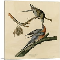 Putnički golub Canvas Art Print John James Audubon - Veličina: 18 18