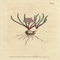 Rt Hyacinth, sa sijalicama, skallet lišće, Anda Poster Print ® Florilegije Mary Evans