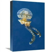 Global Galerija u. Šareni, otrovni mangove Jellyfish Art Print - Hans Leijnse