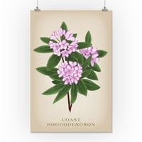 Obala Rhododendron, vintage flora