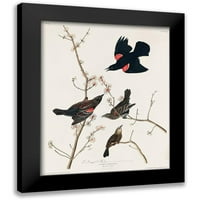 Audubon, John James Black Moderna uokvirena muzejska umjetnost tisak pod nazivom - Crveno krilo Starling,