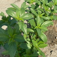 Egipatska sjemenke špinata - MOLOKHIA - OZ ~ Sjemenke - ne-GMO, Heirloom - azijski vrt povrće
