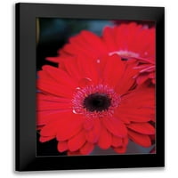 Berzel, Erin crna modernog uokvirenog muzeja Art Print pod nazivom - Crvena Gerbera Daisies II